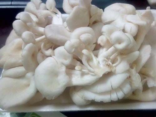 Nấm sò trị ỉa chảy, chữa xuất huyết Nấm sò trị ỉa chảy, chữa xuất huyết