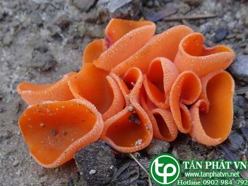 Nấm tai mèo dùng ăn sống hoặc làm món ăn tráng miệng Nấm tai mèo dùng ăn sống hoặc làm món ăn tráng miệng