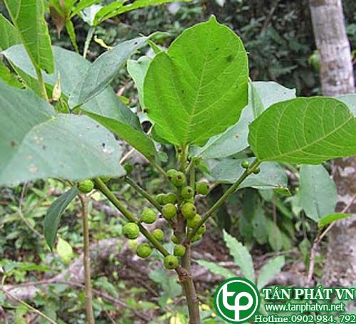 Ngái trị cảm mạo, phong thấp, đau nhức khớp, đinh râu Ngái trị cảm mạo, phong thấp, đau nhức khớp, đinh râu