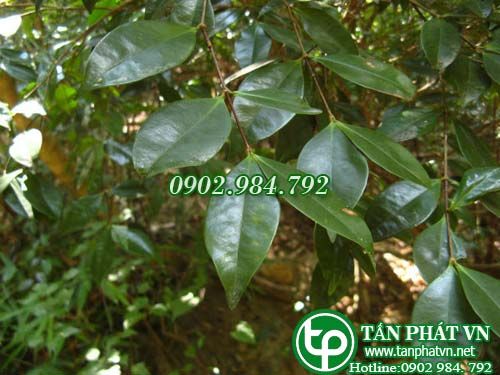 Sầm lá râm trị lưng eo tê đau, đòn ngã tổn thương Sầm lá râm trị lưng eo tê đau, đòn ngã tổn thương