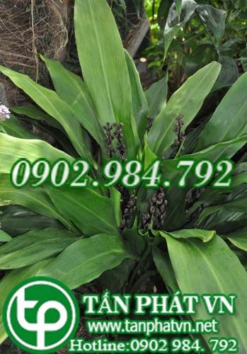 Sâm mây làm thuốc sắc uống bổ