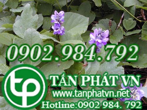 Sắn dây rừng làm thuốc chữa cảm mạo phát nhiệt, phiền khát, ẩu thổ Sắn dây rừng làm thuốc chữa cảm mạo phát nhiệt, phiền khát, ẩu thổ