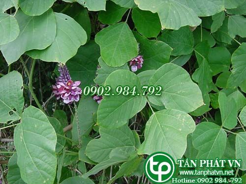 Sắn dây chữa cảm mạo phát nóng không ra mồ hôi, miệng khô, họng khát Sắn dây chữa cảm mạo phát nóng không ra mồ hôi, miệng khô, họng khát
