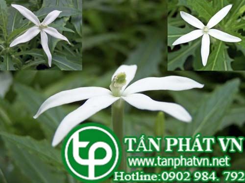 Mù mắt chứa đau răng, đau miệng Mù mắt chứa đau răng, đau miệng