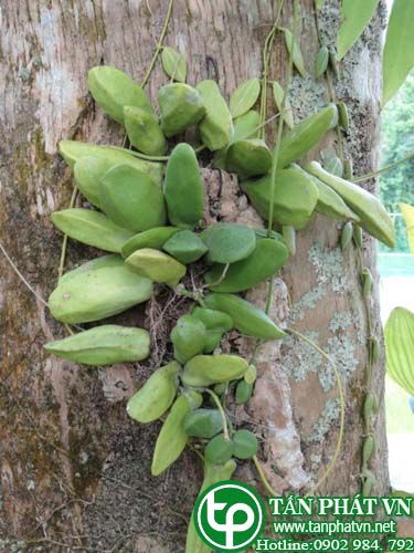 Mộc tiền to trị ho, trị rắn cắn Mộc tiền to trị ho, trị rắn cắn