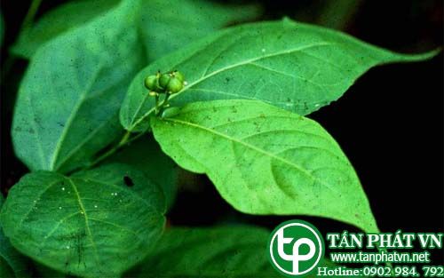 Móng rùa làm thuốc trị đau thận