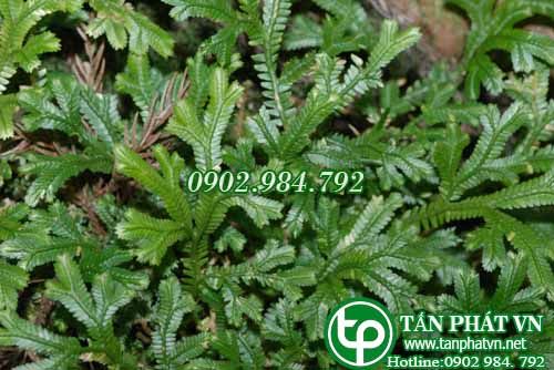 Quyển bá xanh lục trị ho đau họng, viêm mủ da, viêm khí quản Quyển bá xanh lục trị ho đau họng, viêm mủ da, viêm khí quản