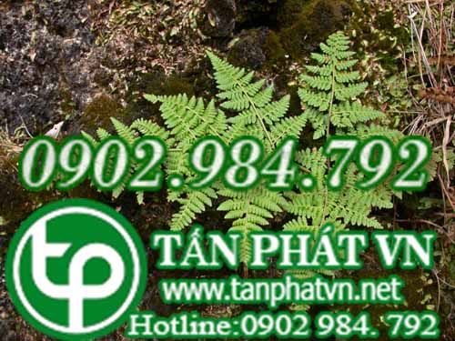 Quyết trân phù chữa phong thấp, đau khớp xương, lỵ Quyết trân phù chữa phong thấp, đau khớp xương, lỵ