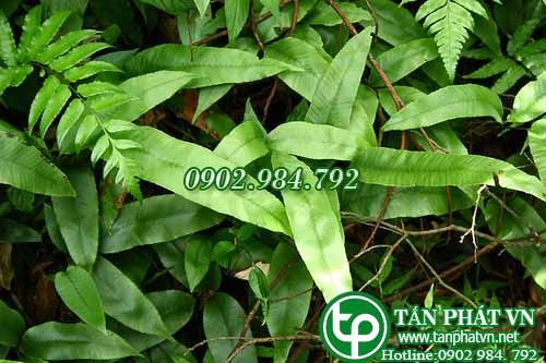 Quyết trăng non ba lá trị đòn ngã, rắn cắn, ung thũng, thấp sang, viêm da
