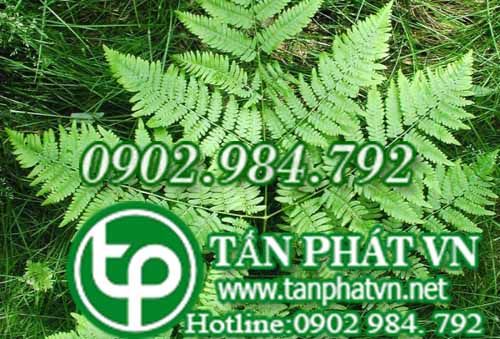 Quyết trị viêm khớp xương, lỵ, huyết áp cao Quyết trị viêm khớp xương, lỵ, huyết áp cao