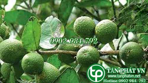 Quýt rừng chữa các bệnh đường hô hấp Quýt rừng chữa các bệnh đường hô hấp