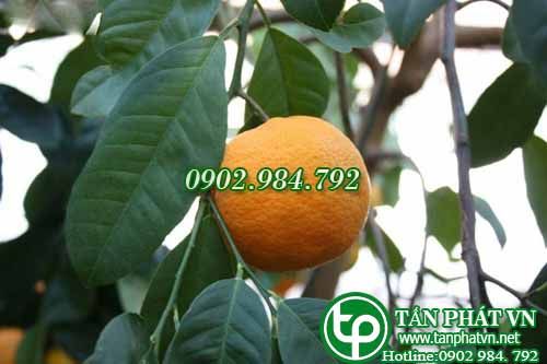 Quýt chữa nôn mửa, ợ hơi, đau bụng Quýt chữa nôn mửa, ợ hơi, đau bụng