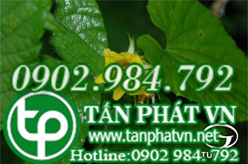 Sí tử la hán quả trị viêm hầu họng, dạ dày lạnh đau