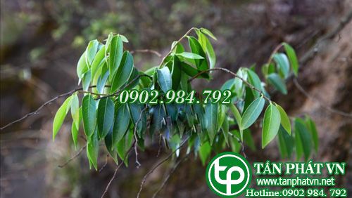 Sóc Dalton dùng làm thuốc trị ho, lỵ trực trùng
