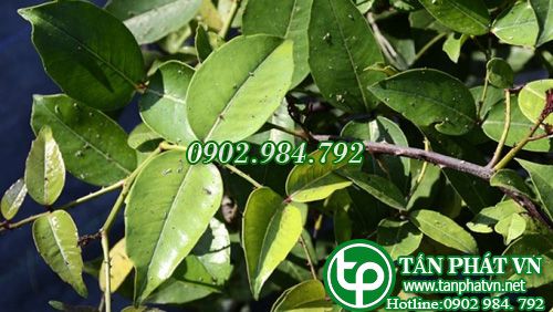 Si ta trị đau đầu