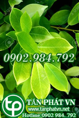 Cây si chữa những trường hợp ứ huyết do ngã hay bị đánh, bị thương Cây si chữa những trường hợp ứ huyết do ngã hay bị đánh, bị thương