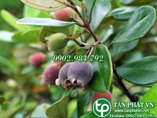 Sim rừng trị loét, các bệnh về lợi răng Sim rừng trị loét, các bệnh về lợi răng