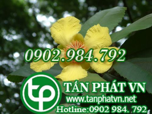 Sổ bông vụ trị cảm mạo sinh ho, thuỷ thũng Sổ bông vụ trị cảm mạo sinh ho, thuỷ thũng
