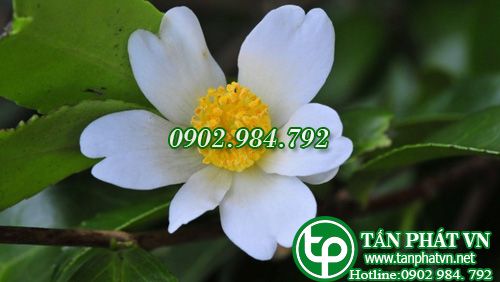Sở dầu trị bệnh về da đầu, mụn nhọt và bỏng