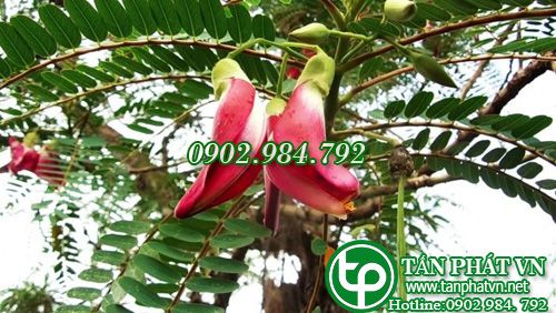 So đũa chữa nhức răng