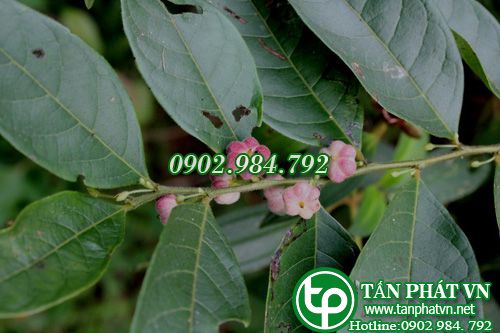Sóc đỏ làm thuốc long đờm