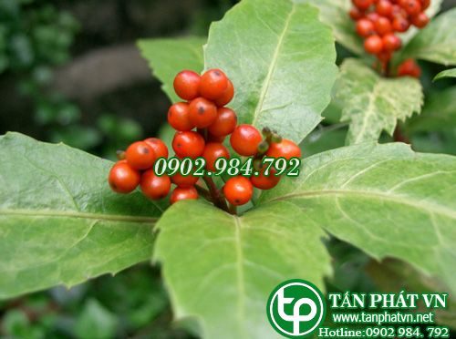 Sói rừng trị ung thư tuỵ, dạ dày, trực tràng Sói rừng trị ung thư tuỵ, dạ dày, trực tràng