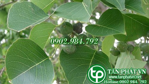 Sòi trị tiểu tiện không thông, viêm ân đạo Sòi trị tiểu tiện không thông, viêm ân đạo