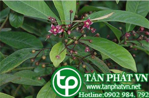 Mưa cưa sắc nước cho đàn bà uống Mưa cưa sắc nước cho đàn bà uống