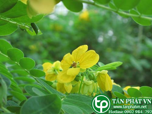 Muồng hòe làm thuốc trị các vết bầm, lỵ Muồng hòe làm thuốc trị các vết bầm, lỵ