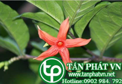 Mức hoa đỏ làm thuốc lợi tiểu Mức hoa đỏ làm thuốc lợi tiểu