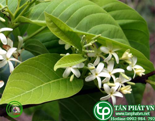Mức hoa trằng nhỏ trị lỵ, trị ỉa chảy