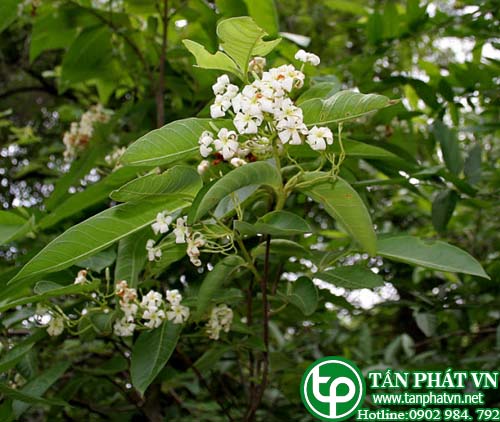 cung cấp hà thủ ô ở tphcm cung cấp hà thủ ô ở tphcm