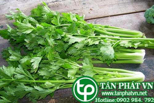 Mùi tây chữa thiếu máu, thấp khớp, đau bụng kinh