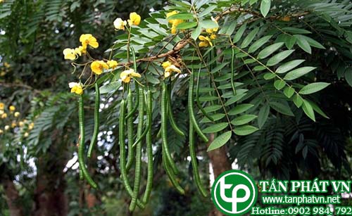 Muồng chét dùng nhuận tràng, long đờm, điều kinh