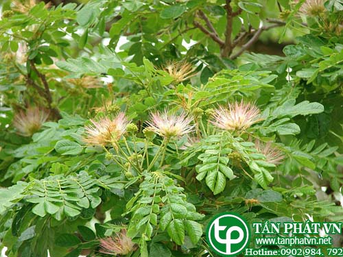 Muồng ngủ trị huyết áp cao, viêm gan, loét giác mạc, xơ gan cổ trướng