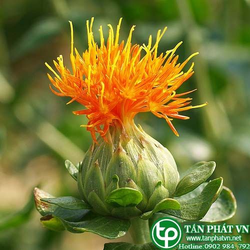 Hồng hoa chữa đau bụng, bị ngất mê man, phụ nữ bế kinh lâu ngày, thông kinh