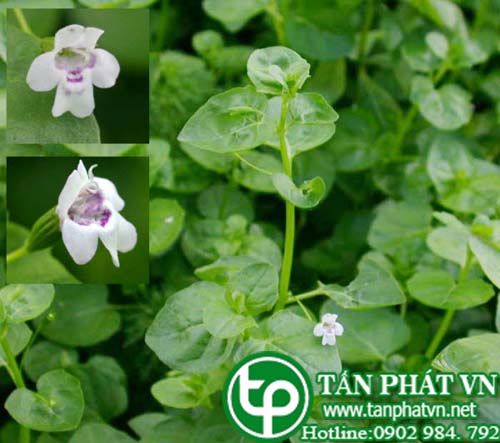 Mẫu thảo quả dài chữa viêm ruột, ỉa chảy, rối loạn tiêu hóa, viêm họng ho