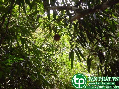 Mây lộc trị phong, ghẻ ngứa, giang mai Mây lộc trị phong, ghẻ ngứa, giang mai