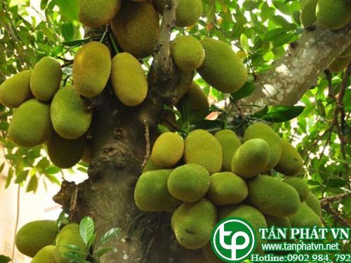 Mít tố nữ giúp an thần, trị cao huyết áp