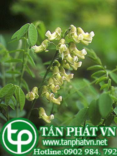 Khổ sâm trị lỵ cấp tính, ngứa ngoài da, viêm âm đạo, lở lỏe tử cung