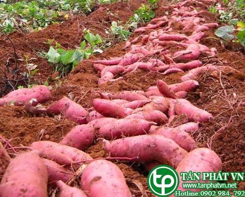 Khoai lang trị lỵ, đại tiện táo bón, di tinh, đái đục Khoai lang trị lỵ, đại tiện táo bón, di tinh, đái đục