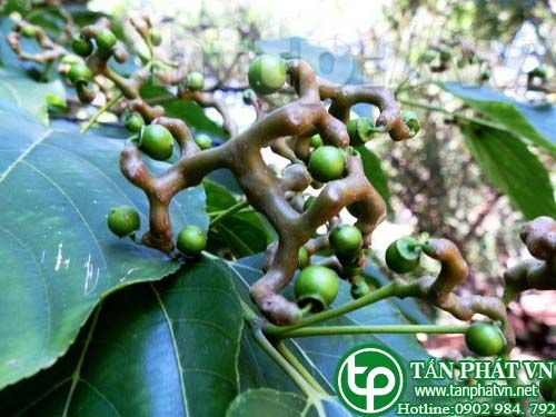 Khúng khéng làm thuốc giải độc, chữa ngộ độc, tiểu tiện không thông Khúng khéng làm thuốc giải độc, chữa ngộ độc, tiểu tiện không thông
