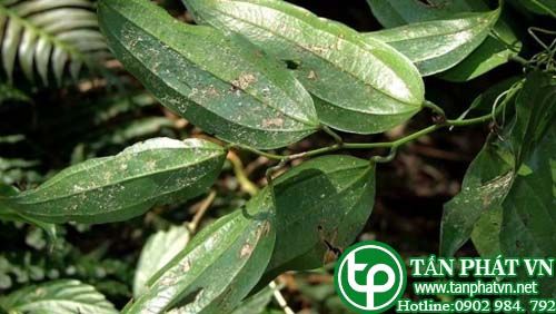 Kim cang Campuchia trị thấp khớp, đau nhức xương khớp, đòn ngã tổn thương