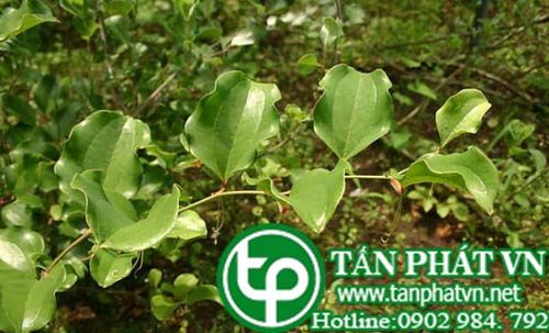 Kim cang Trung Quốc chữa phong thấp tiêu độc Kim cang Trung Quốc chữa phong thấp tiêu độc