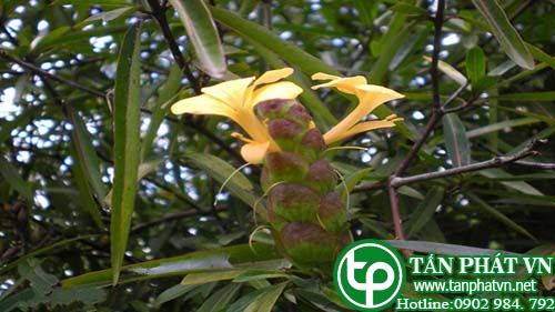 Kim vàng làm tiêu thũng, giảm đau, thông kinh hoạt lạc Kim vàng làm tiêu thũng, giảm đau, thông kinh hoạt lạc