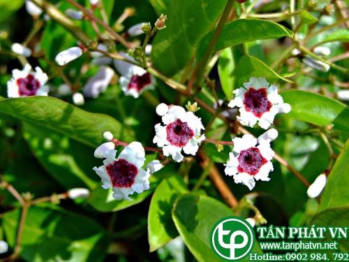 Cây mơ leo chữa túi mật, dạ dày viêm khí quản