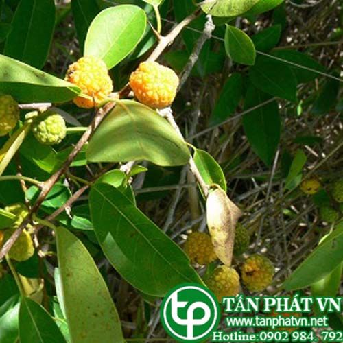 Mỏ quạ chữa lao phổi, ho ra máu, kinh giản Mỏ quạ chữa lao phổi, ho ra máu, kinh giản