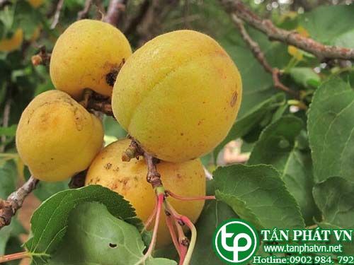 Mơ chữa viêm họng, khản tiến, lỵ Mơ chữa viêm họng, khản tiến, lỵ