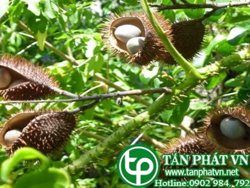 Cây móc mèo làm thuốc chữa bệnh sốt, làm thuốc bổ Cây móc mèo làm thuốc chữa bệnh sốt, làm thuốc bổ