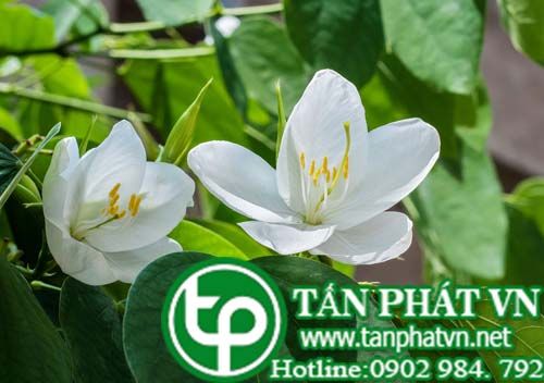 Móng bò trắng trị ho, loét mũi